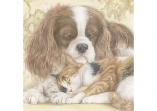 15_567_Neliokortti_Nukkuva_kissa_ja_koira_jpg