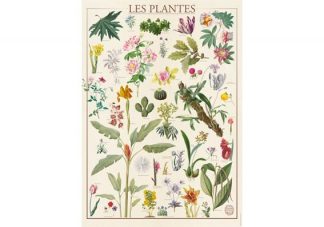 Mus_um_National_d_Histoire_Naturelle___Plants___1500_palan_palapeli