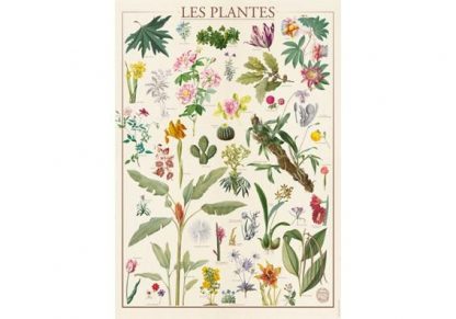 Mus_um_National_d_Histoire_Naturelle___Plants___1500_palan_palapeli