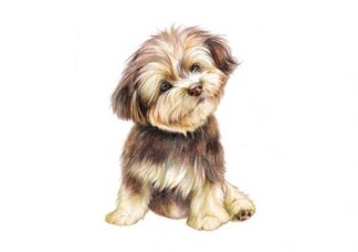 75_004_Magneetti_Pikku_koira_jpg