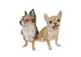 75_006_Jaakaappimagneetti_Chihuahua_jpg