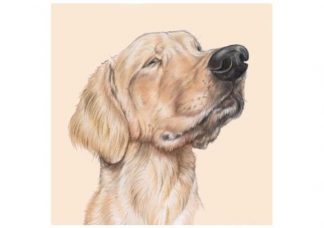 75_048_Magneetti_Kultainennoutaja_jpg