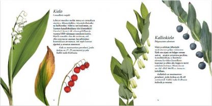 Kukat_avautuvat_ja_puhuvat_suunsa_puhtaaksi