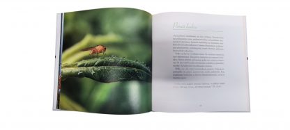 Iloa ja siunausta sinulle - Image 3