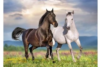 Bluebird_Puzzle_F_90282_Couple_de_Chevaux_Hevoset_jpg
