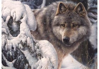 Master_of_the_North