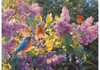 Spring_Interlude