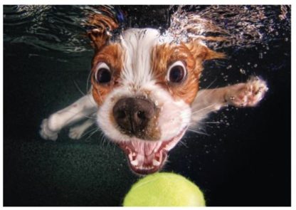 Puppy_underwater