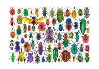 Educa_20252_Beetles_jpg