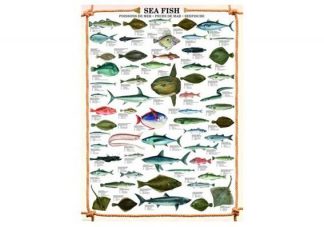 Eurographics_6000_0313_The_fishes_jpg