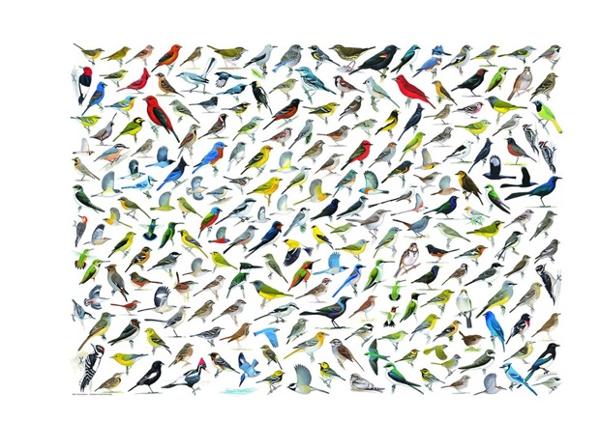 Eurographics_8220_0821_Lintujen_maailma_The_World_of_Birds_by_David_Sibley_1_jpeg
