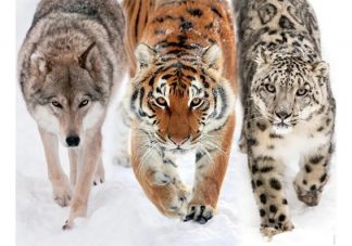 Into_the_Wild