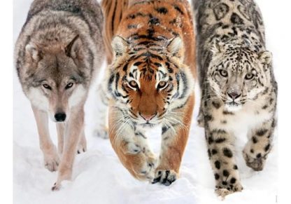 Into_the_Wild