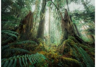 Ravensburger_00292_Nature_Edition_In_the_forest_jpg