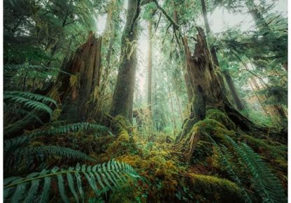 Ravensburger_00292_Nature_Edition_In_the_forest_jpg
