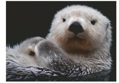 Sweet_Little_Otter