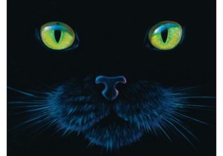 Charles_Lynn_Bragg___Black_Cat